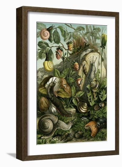 Land Molluscs or Snails and Slugs-null-Framed Giclee Print