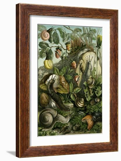 Land Molluscs or Snails and Slugs-null-Framed Giclee Print