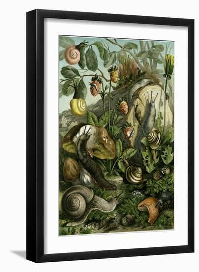 Land Molluscs or Snails and Slugs-null-Framed Giclee Print