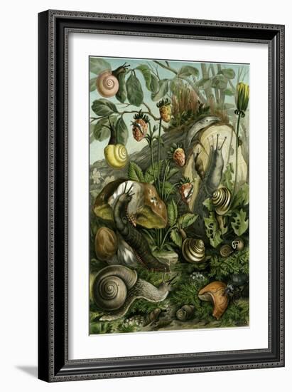 Land Molluscs or Snails and Slugs-null-Framed Giclee Print