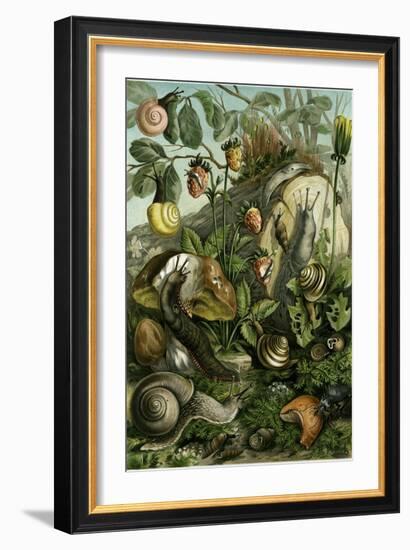 Land Molluscs or Snails and Slugs-null-Framed Giclee Print