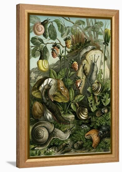 Land Molluscs or Snails and Slugs-null-Framed Premier Image Canvas