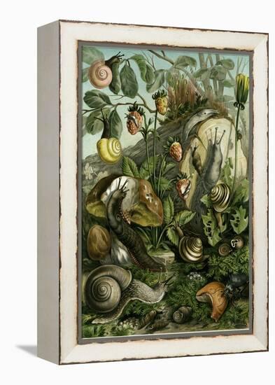 Land Molluscs or Snails and Slugs-null-Framed Premier Image Canvas