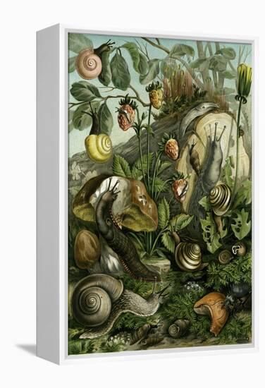 Land Molluscs or Snails and Slugs-null-Framed Premier Image Canvas