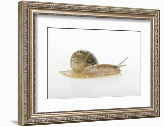 Land Snail-DLILLC-Framed Photographic Print