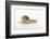 Land Snail-DLILLC-Framed Photographic Print