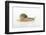 Land Snail-DLILLC-Framed Photographic Print