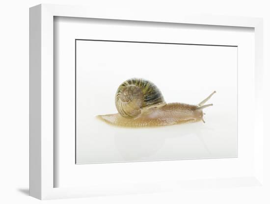 Land Snail-DLILLC-Framed Photographic Print