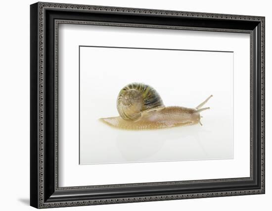 Land Snail-DLILLC-Framed Photographic Print