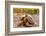 Land Tortoise on Epanola Island, Galapagos Islands, Ecuador, South America-Laura Grier-Framed Photographic Print