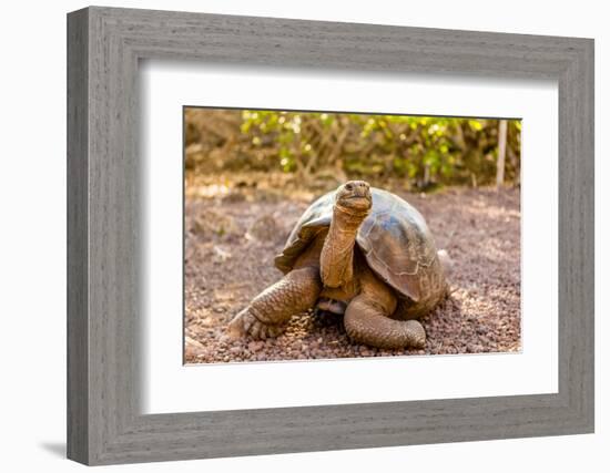 Land Tortoise on Epanola Island, Galapagos Islands, Ecuador, South America-Laura Grier-Framed Photographic Print