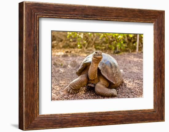 Land Tortoise on Epanola Island, Galapagos Islands, Ecuador, South America-Laura Grier-Framed Photographic Print