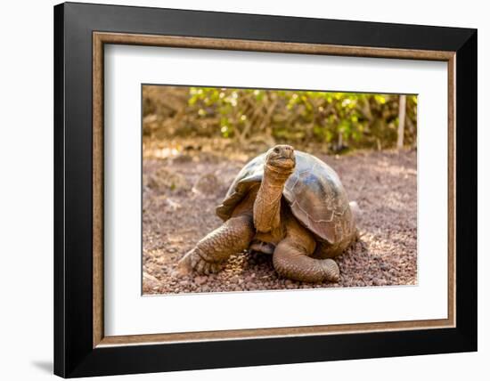 Land Tortoise on Epanola Island, Galapagos Islands, Ecuador, South America-Laura Grier-Framed Photographic Print