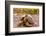 Land Tortoise on Epanola Island, Galapagos Islands, Ecuador, South America-Laura Grier-Framed Photographic Print