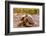 Land Tortoise on Epanola Island, Galapagos Islands, Ecuador, South America-Laura Grier-Framed Photographic Print