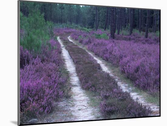 Landes Forest, Aquitaine, France-Michael Busselle-Mounted Photographic Print