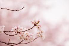 Cherry Blossoms in Full Bloom-landio-Photographic Print