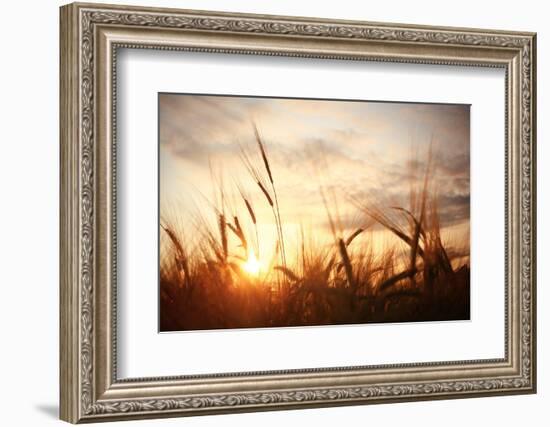 Landscape Fantastic Sunset on the Wheat Field Sunbeams Glare-Kichigin-Framed Photographic Print