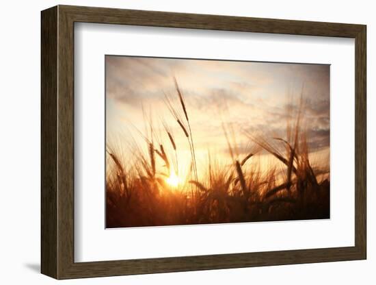 Landscape Fantastic Sunset on the Wheat Field Sunbeams Glare-Kichigin-Framed Photographic Print