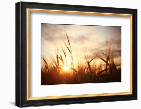 Landscape Fantastic Sunset on the Wheat Field Sunbeams Glare-Kichigin-Framed Photographic Print