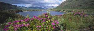 Killarney National Park Ireland Art For Sale Prints Paintings