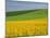 Landscape in Spring with Oil Seed Rape Field in Flower Near Marcilly Le Hayer, Aube, France-Michael Busselle-Mounted Photographic Print