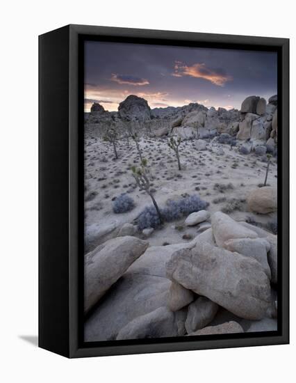 Landscape, Joshua Tree National Park, California, United States of America, North America-Colin Brynn-Framed Premier Image Canvas