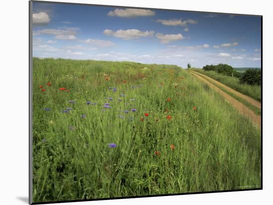 Landscape Near Clecy, Basse Normandie (Normandy), France-Michael Busselle-Mounted Photographic Print