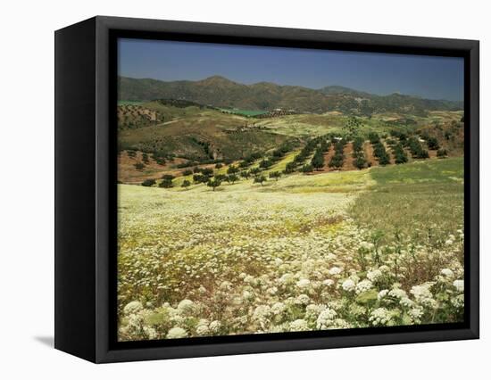 Landscape Near Velez Malaga, Andalucia, Spain-Michael Busselle-Framed Premier Image Canvas