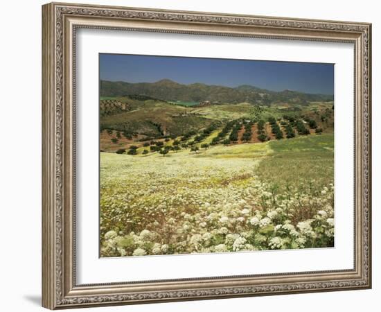 Landscape Near Velez Malaga, Andalucia, Spain-Michael Busselle-Framed Photographic Print