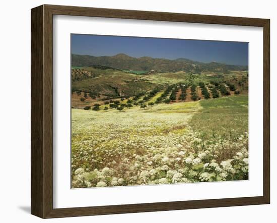 Landscape Near Velez Malaga, Andalucia, Spain-Michael Busselle-Framed Photographic Print