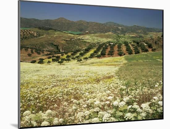 Landscape Near Velez Malaga, Andalucia, Spain-Michael Busselle-Mounted Photographic Print