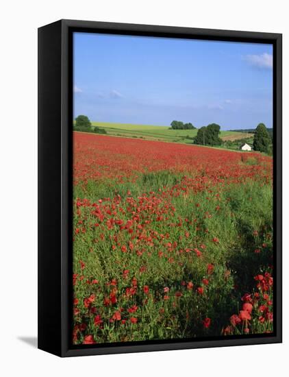 Landscape of a Field of Red Poppies in Flower in Summer, Near Beauvais, Picardie, France-Thouvenin Guy-Framed Premier Image Canvas