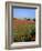 Landscape of a Field of Red Poppies in Flower in Summer, Near Beauvais, Picardie, France-Thouvenin Guy-Framed Photographic Print