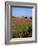 Landscape of a Field of Red Poppies in Flower in Summer, Near Beauvais, Picardie, France-Thouvenin Guy-Framed Photographic Print