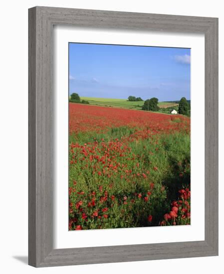 Landscape of a Field of Red Poppies in Flower in Summer, Near Beauvais, Picardie, France-Thouvenin Guy-Framed Photographic Print