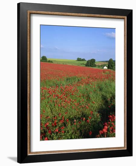 Landscape of a Field of Red Poppies in Flower in Summer, Near Beauvais, Picardie, France-Thouvenin Guy-Framed Photographic Print