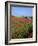 Landscape of a Field of Red Poppies in Flower in Summer, Near Beauvais, Picardie, France-Thouvenin Guy-Framed Photographic Print