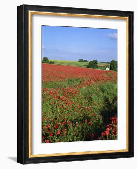 Landscape of a Field of Red Poppies in Flower in Summer, Near Beauvais, Picardie, France-Thouvenin Guy-Framed Photographic Print