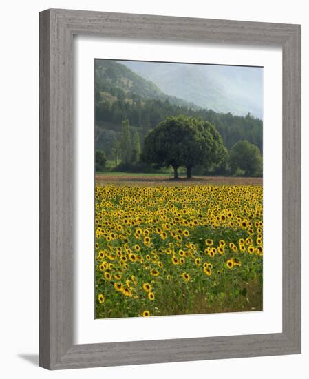 Landscape of Field of Sunflowers Near Ferrassieres in the Drome, Rhone-Alpes, France, Europe-Michael Busselle-Framed Photographic Print