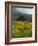 Landscape of Field of Sunflowers Near Ferrassieres in the Drome, Rhone-Alpes, France, Europe-Michael Busselle-Framed Photographic Print