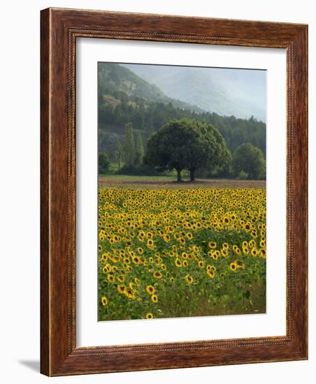 Landscape of Field of Sunflowers Near Ferrassieres in the Drome, Rhone-Alpes, France, Europe-Michael Busselle-Framed Photographic Print