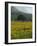 Landscape of Field of Sunflowers Near Ferrassieres in the Drome, Rhone-Alpes, France, Europe-Michael Busselle-Framed Photographic Print