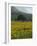 Landscape of Field of Sunflowers Near Ferrassieres in the Drome, Rhone-Alpes, France, Europe-Michael Busselle-Framed Photographic Print