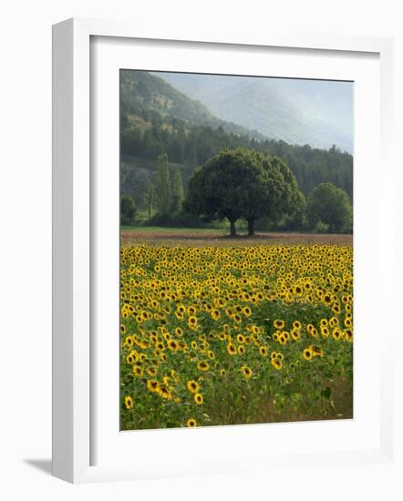 Landscape of Field of Sunflowers Near Ferrassieres in the Drome, Rhone-Alpes, France, Europe-Michael Busselle-Framed Photographic Print