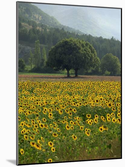 Landscape of Field of Sunflowers Near Ferrassieres in the Drome, Rhone-Alpes, France, Europe-Michael Busselle-Mounted Photographic Print