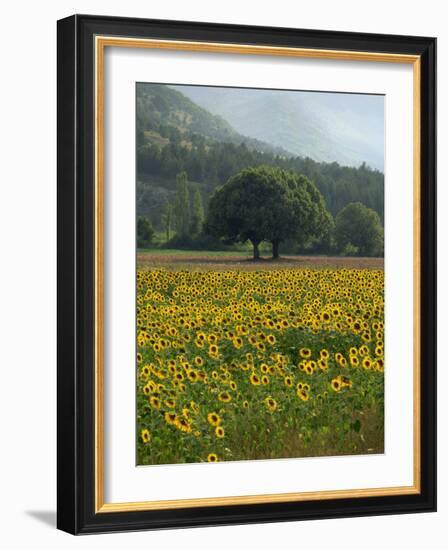 Landscape of Field of Sunflowers Near Ferrassieres in the Drome, Rhone-Alpes, France, Europe-Michael Busselle-Framed Photographic Print