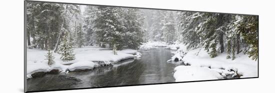 Landscape of Firehole River in forest, Upper Geyser Basin, Yellowstone National Park, Wyoming, USA-Panoramic Images-Mounted Photographic Print