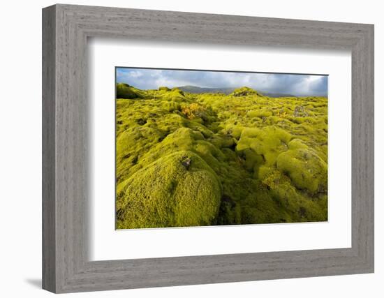 Landscape of lava covered in moss, South Iceland, Polar Regions-Miles Ertman-Framed Photographic Print