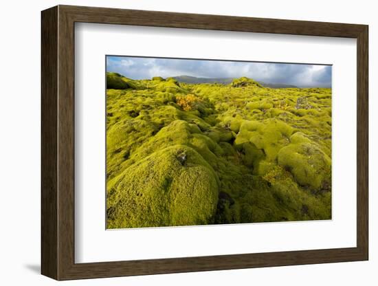 Landscape of lava covered in moss, South Iceland, Polar Regions-Miles Ertman-Framed Photographic Print